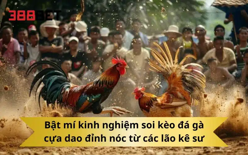 Bật mí kinh nghiệm soi kèo đá gà cựa dao đỉnh nóc từ các lão kê sư