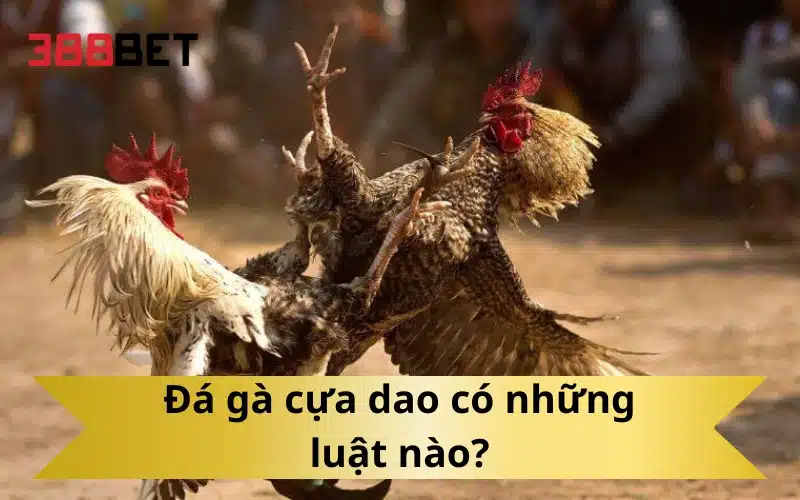 Đá gà cựa dao có những luật nào?