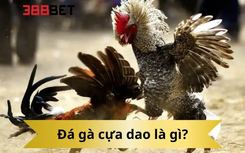 Đá gà cựa dao là gì?