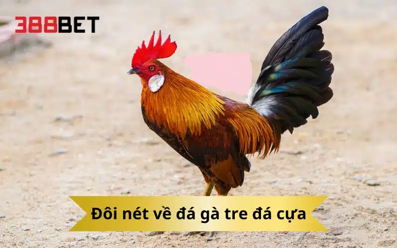 Đôi nét về đá gà tre đá cựa