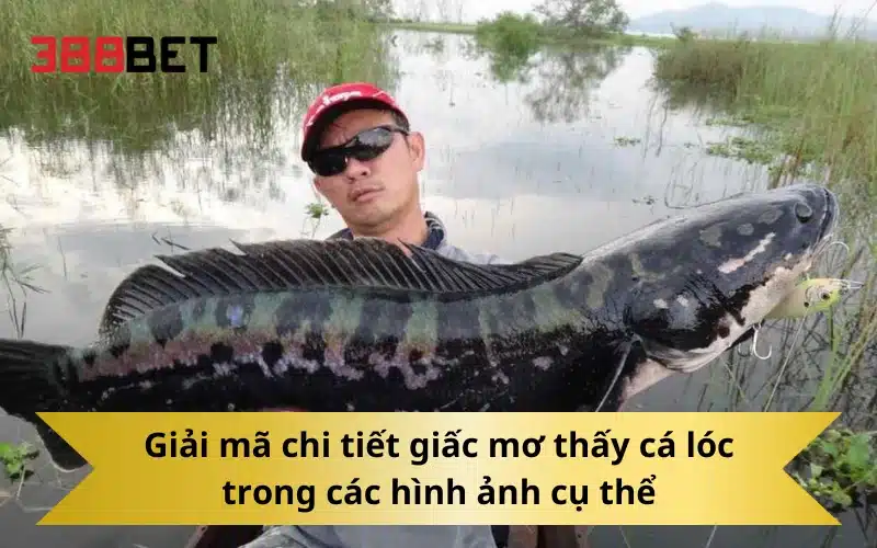 Giải mã chi tiết giấc mơ thấy cá lóc trong các hình ảnh cụ thể