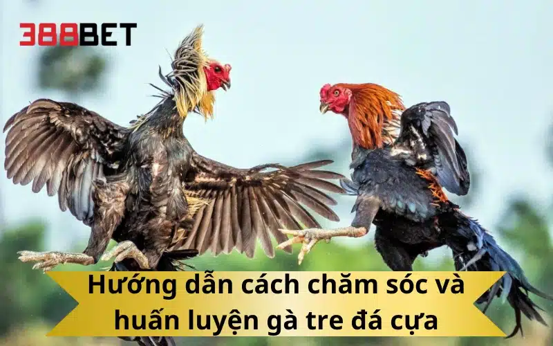 Hướng dẫn cách chăm sóc và huấn luyện gà tre đá cựa