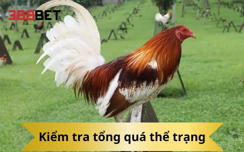 Kiểm tra tổng quá thể trạng