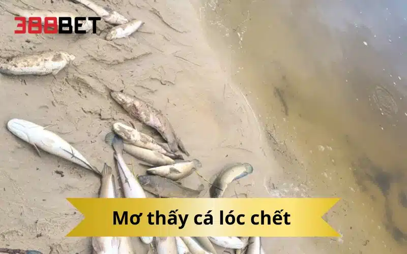 Mơ thấy cá lóc chết 