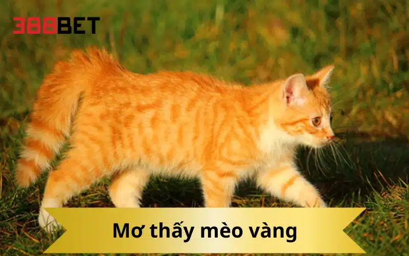 Mơ thấy mèo vàng