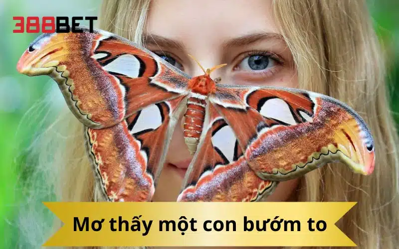 Mơ thấy một con bướm to