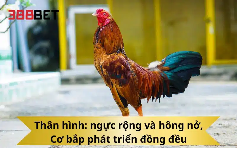 Thân hình: ngực rộng và hông nở, Cơ bắp phát triển đồng đều