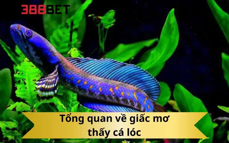Tổng quan về giấc mơ thấy cá lóc