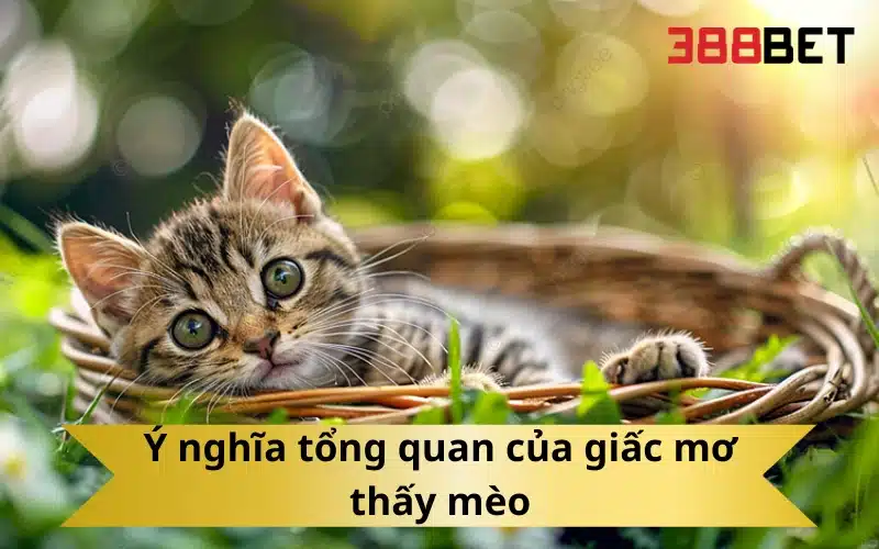 Ý nghĩa tổng quan của giấc mơ thấy mèo